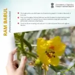 Parkinsonia aculeata L.