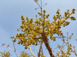 Sterculia urens Roxb.