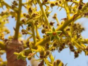 Sterculia urens Roxb.
