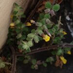 Lindenbergia indica (L.) Vatke