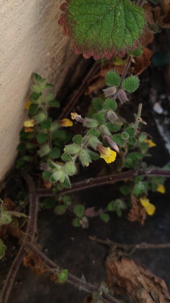 Lindenbergia indica (L.) Vatke