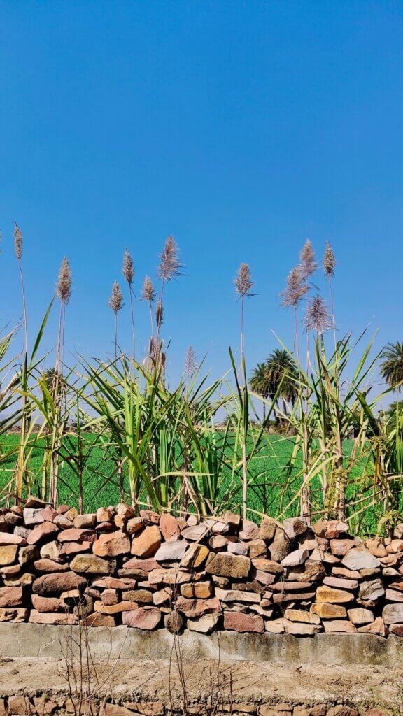 Saccharum officinarum