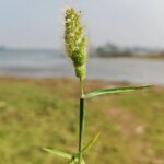 Polypogon monspeliensis