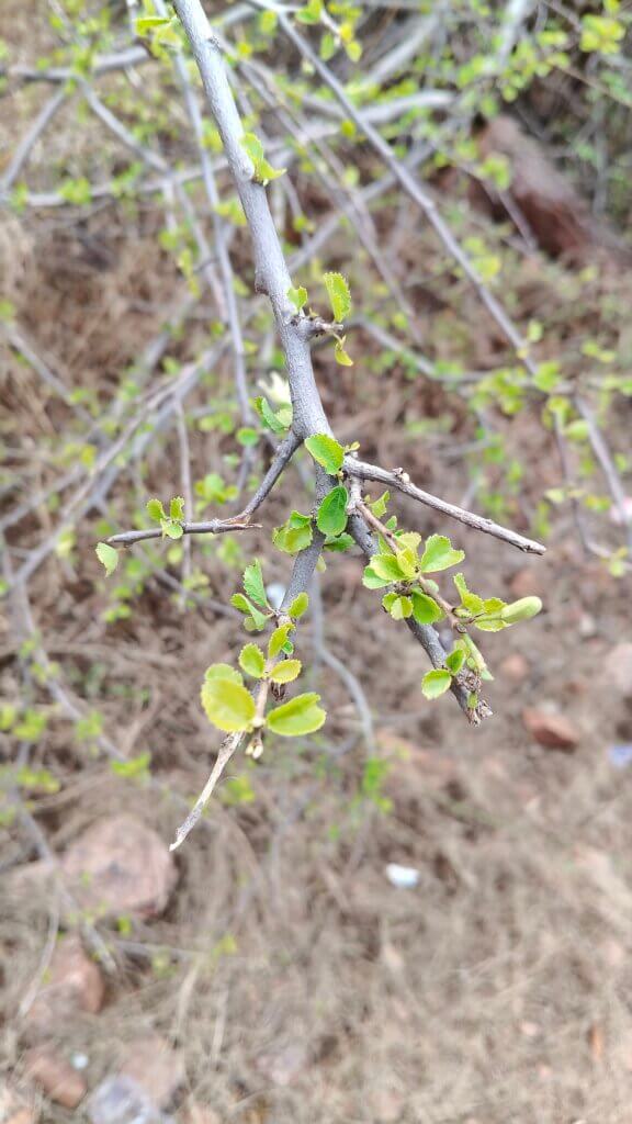 Grewia tenax (Forssk.) Fiori