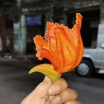 Spathodea campanulata