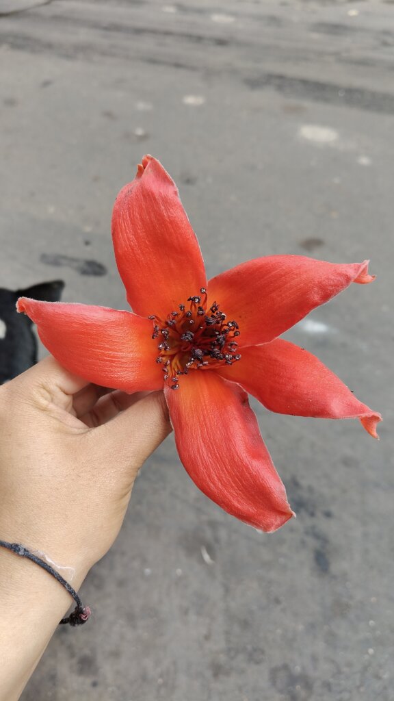 Bombax ceiba L.