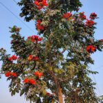 Spathodea campanulata