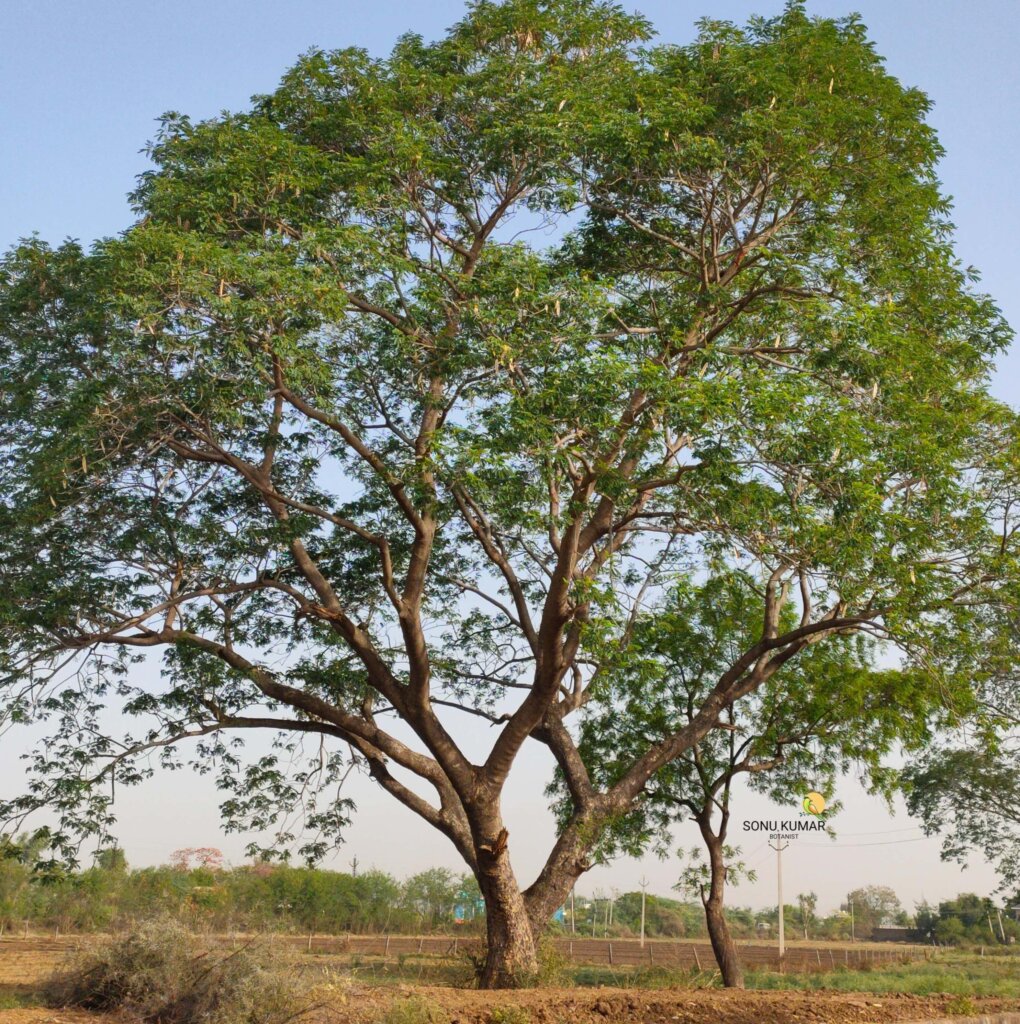 Albizia lebbeck (L.) Benth.