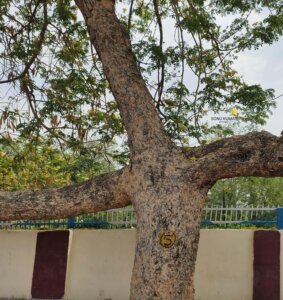 Albizia lebbeck (L.) Benth.