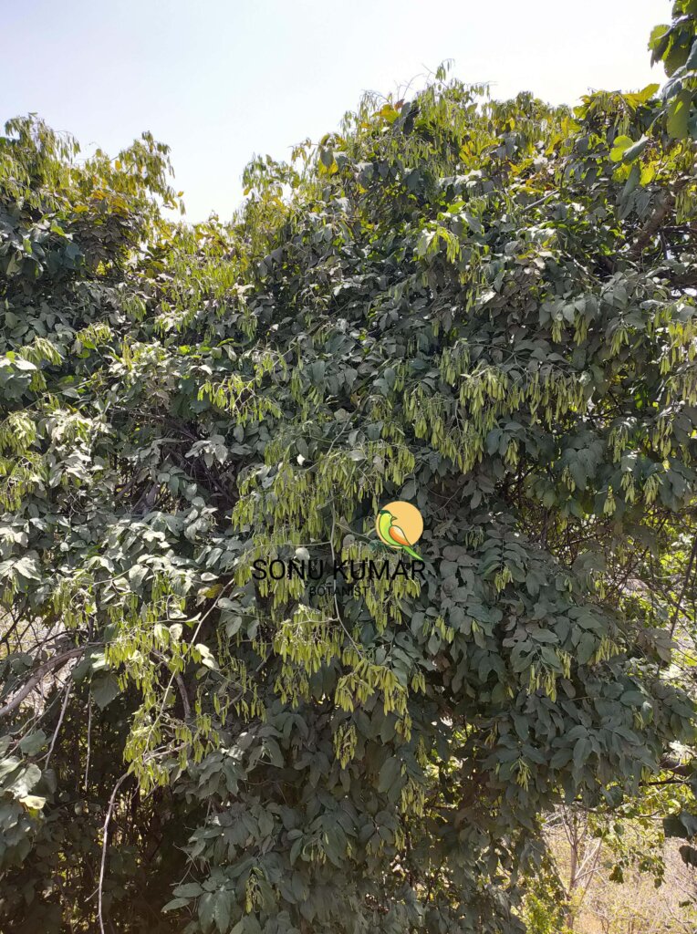Ventilago denticulata Willd.