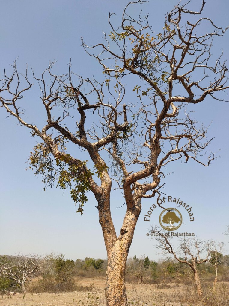Boswellia serrata Roxb