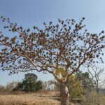Sterculia urens Roxb.