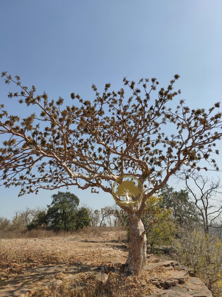 Sterculia urens Roxb.