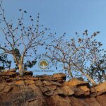 Sterculia urens Roxb.