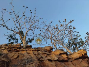 Sterculia urens Roxb.