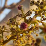 Sterculia urens Roxb.