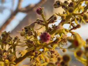 Sterculia urens Roxb.