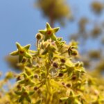 Sterculia urens Roxb.