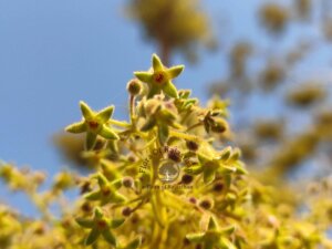 Sterculia urens Roxb.