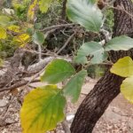 Ougeinia oojeinensis (Roxb.) Hochr.