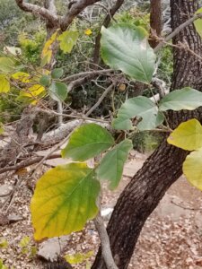 Ougeinia oojeinensis (Roxb.) Hochr.