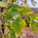 Ougeinia oojeinensis (Roxb.) Hochr.