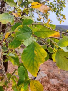 Ougeinia oojeinensis (Roxb.) Hochr.