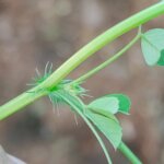 Medicago polymorpha L.