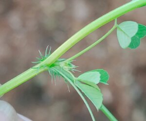 Medicago polymorpha L.
