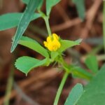 Medicago polymorpha L.