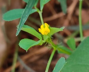 Medicago polymorpha L.