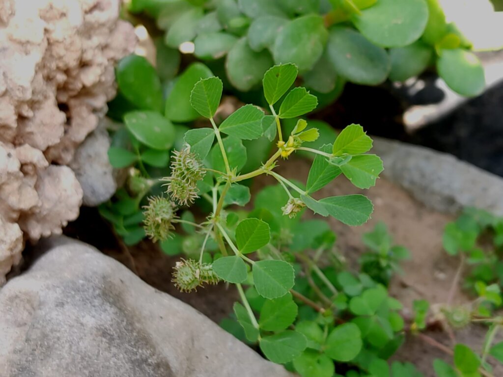 Medicago polymorpha L.
