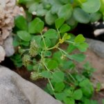 Medicago polymorpha L.