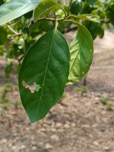Ehretia aspera Willd.