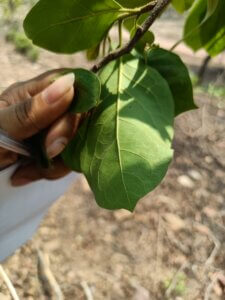 Ehretia aspera Willd.