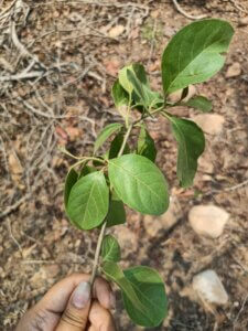 Ehretia aspera Willd.