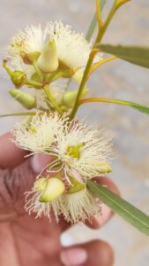 Eucalyptus camaldulensis