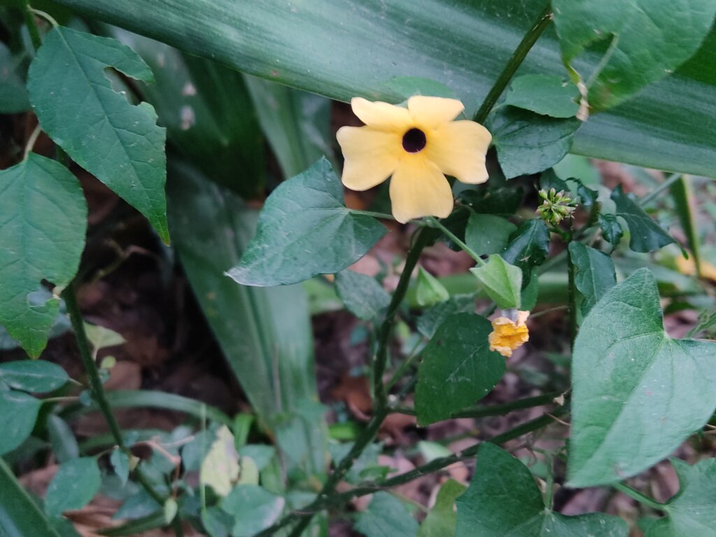 Thunbergia alata