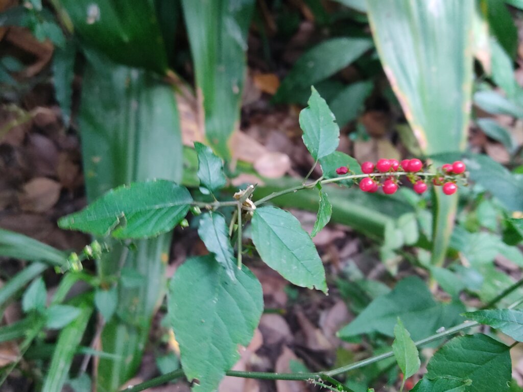 Rivina humilis
