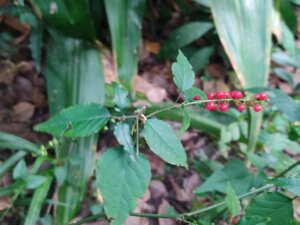 Rivina humilis