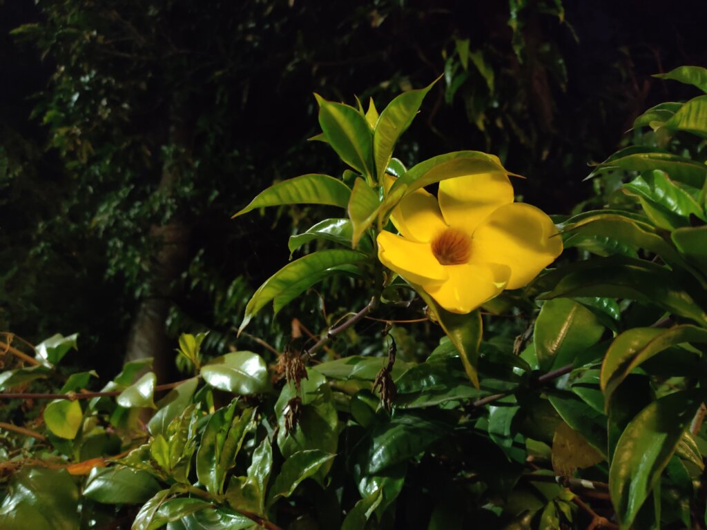 Allamanda cathartica