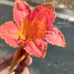 Spathodea campanulata