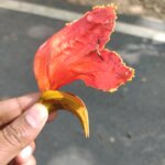 Spathodea campanulata