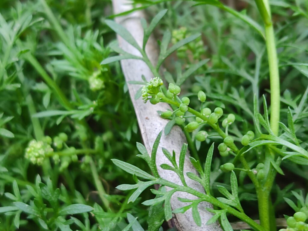 Lepidium didymum L.