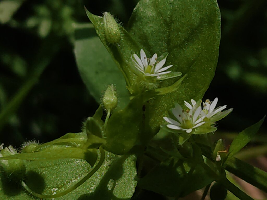 Stellaria media