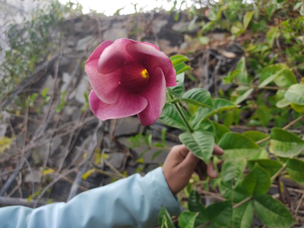 Allamanda blanchetii