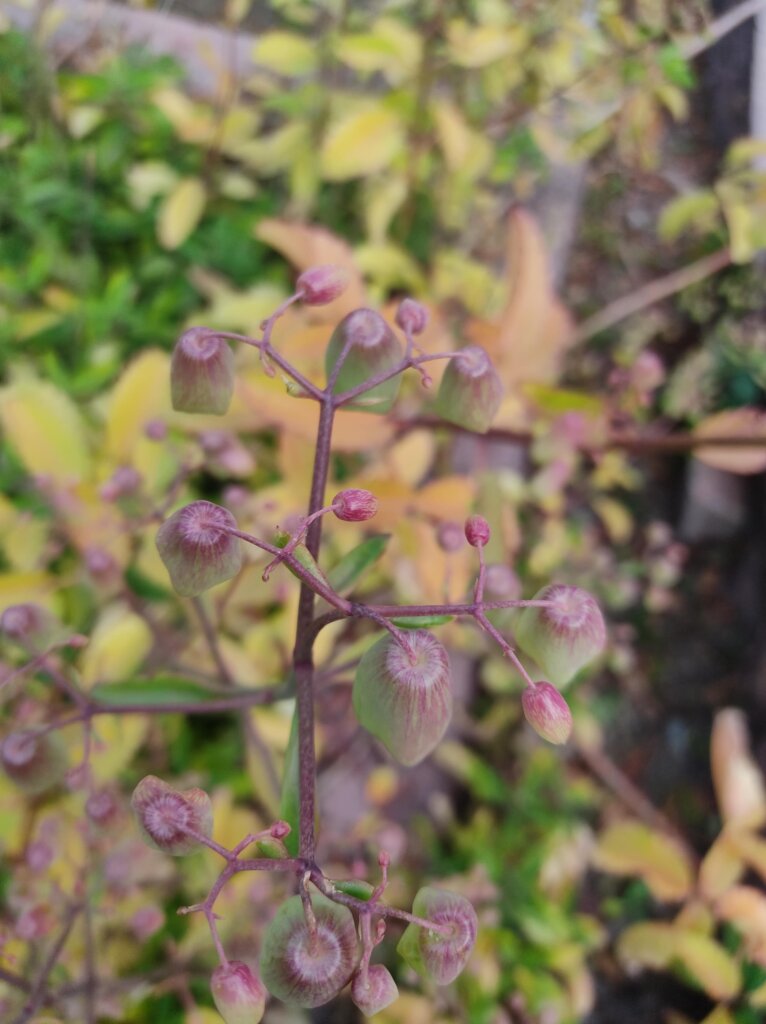 Kalanchoe pinnata