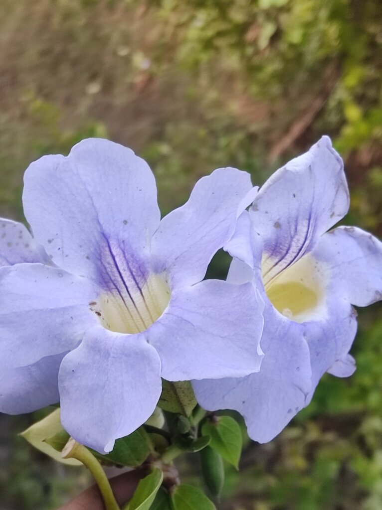 Thunbergia grandiflora Roxb.