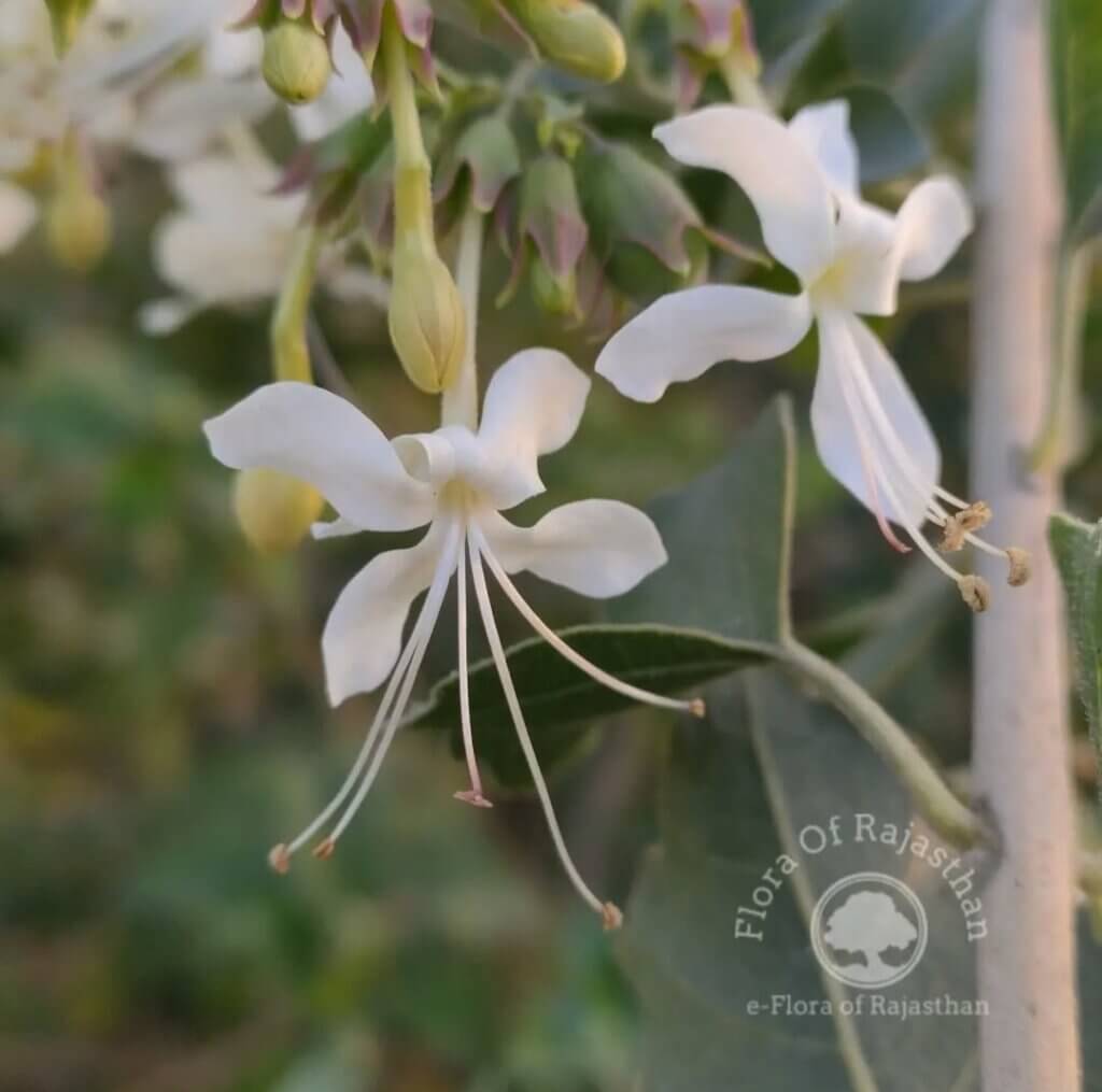 Clerodendrum phlomidis L.f.