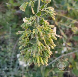 Clerodendrum phlomidis L.f.